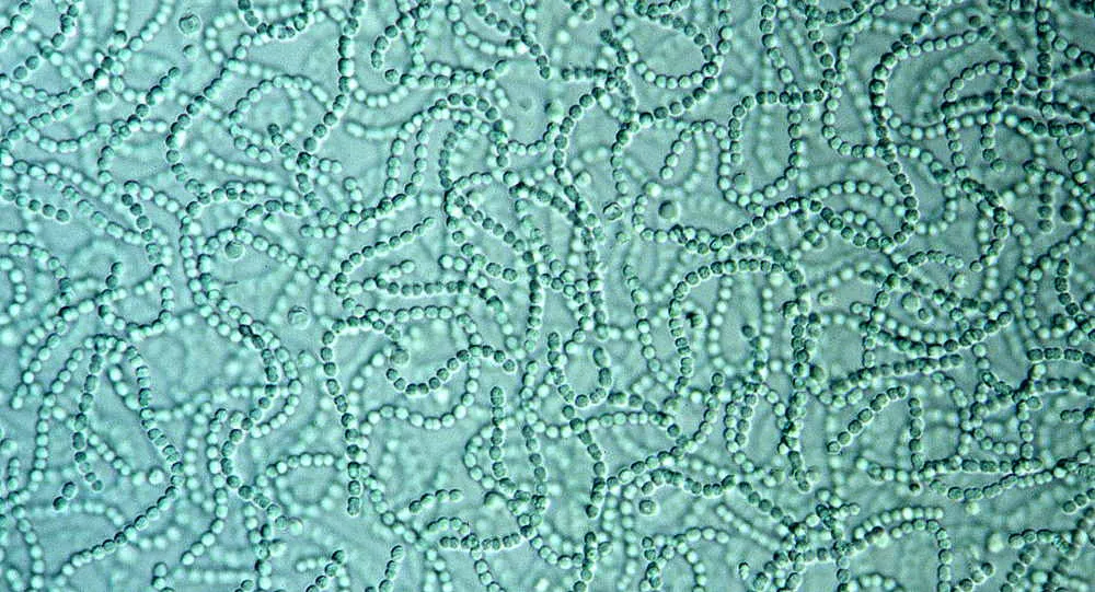 cyanobacteria under a microscope