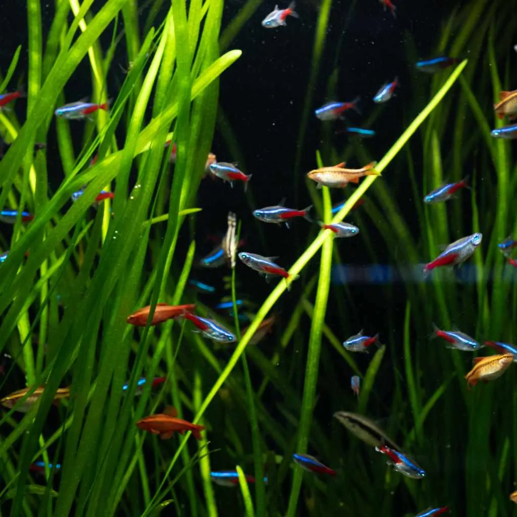 Vallisneria, Vallisneria