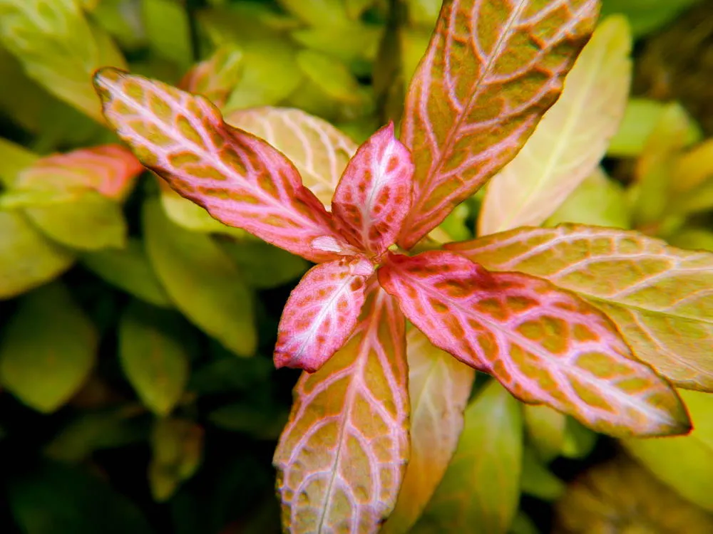 Red plant - Hygrophila polysperma 'rosanervig'