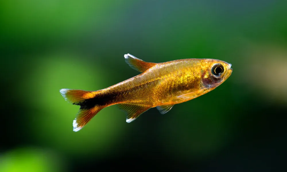 silver tip tetra