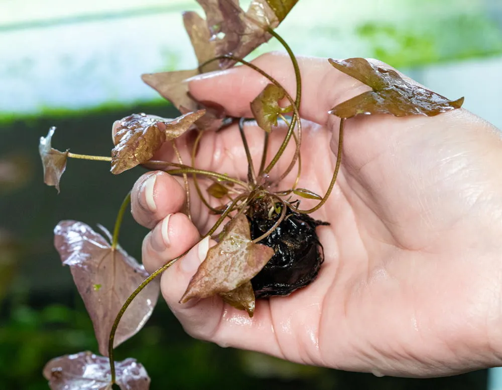 Aquarium Lily Bulb 4