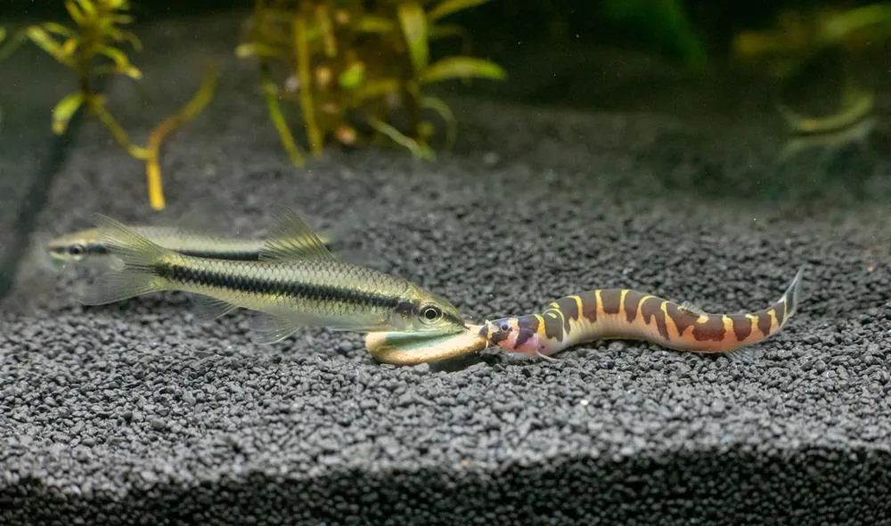 kuhli loach eating wafer
