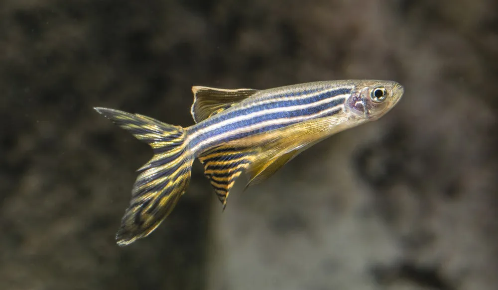 longfin zebra danio