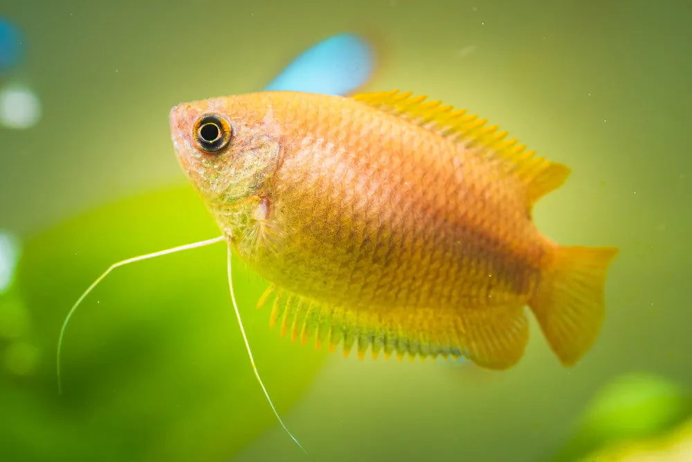 honey gourami