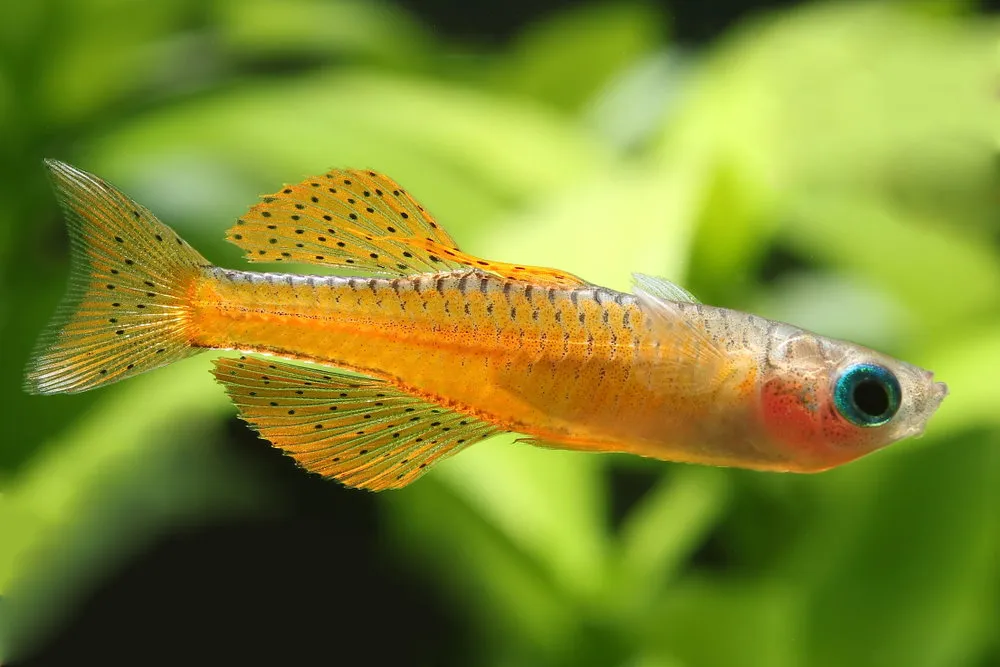 neon red rainbowfish