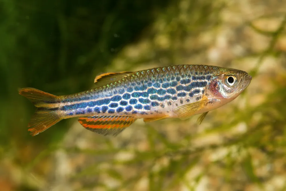 leopard danio