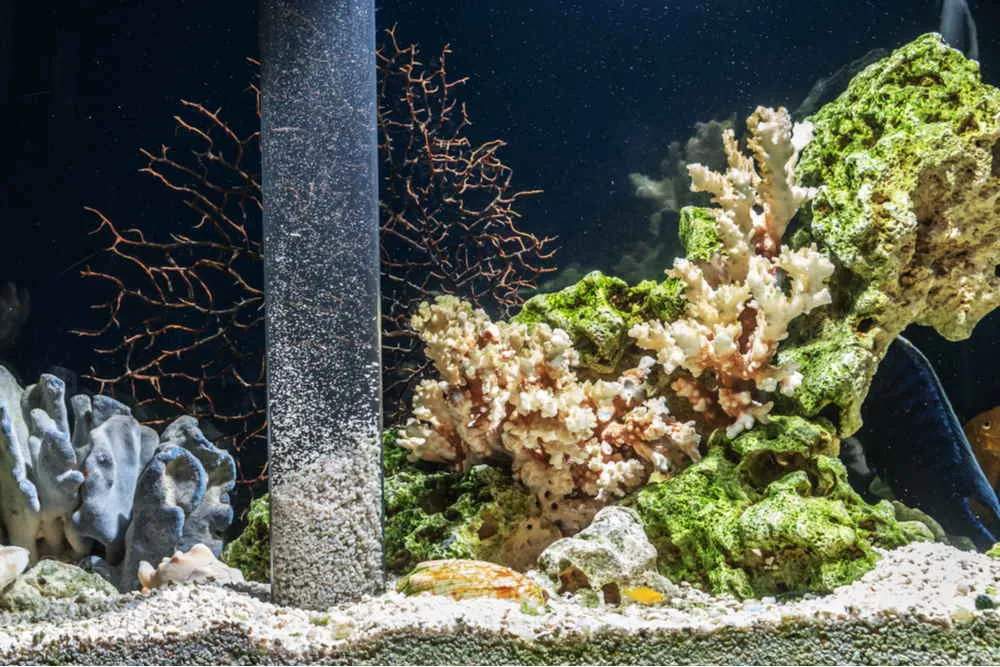 aquarium siphon