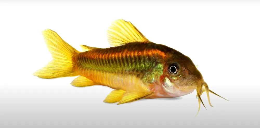 orange laser cory catfish