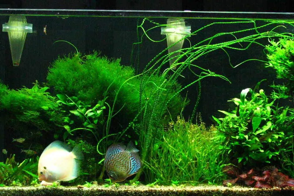 Cây kiếm Vesuvius, Echinodorus angustifolia