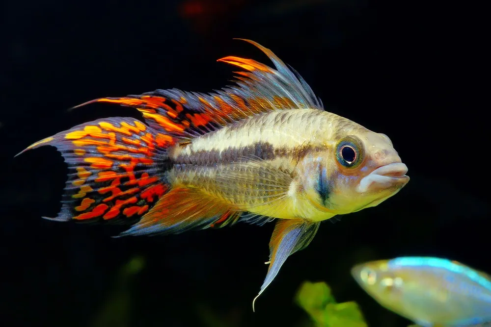 Apistogramma cacatuoides