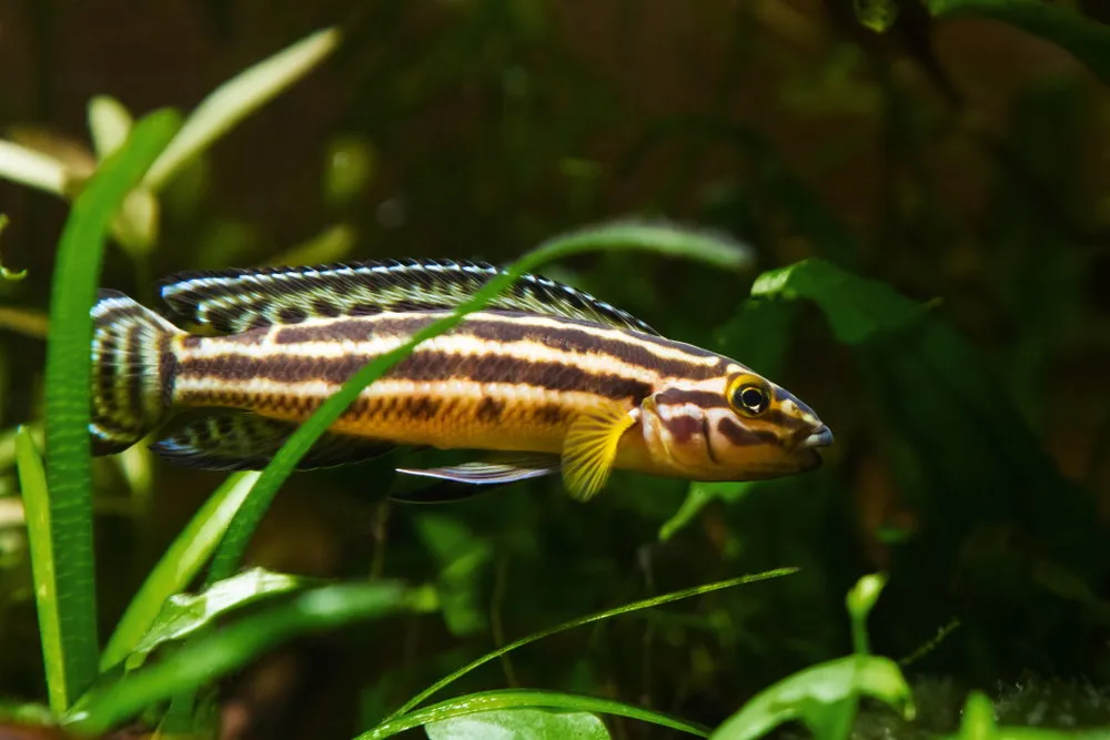 Julidochromis ornatus