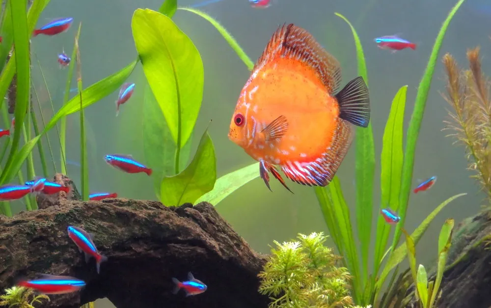 discus with cardinal tetras