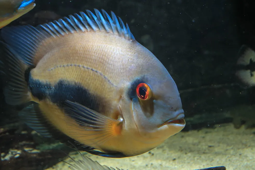 Uaru cichlid