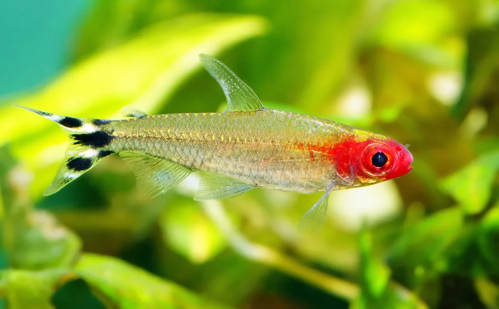 rummy nose tetra