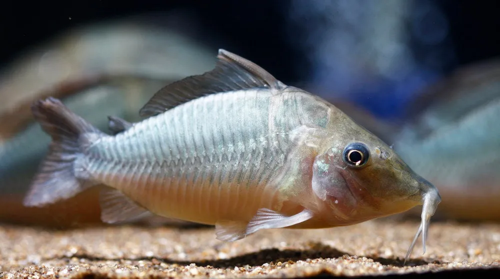 Brochis multiradiatus