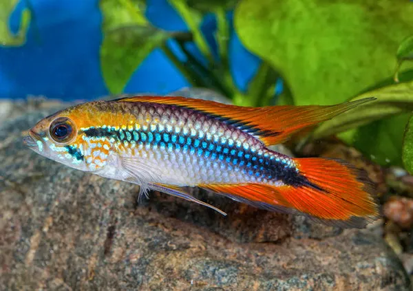Agassizii