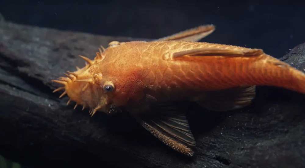 bristlenose pleco