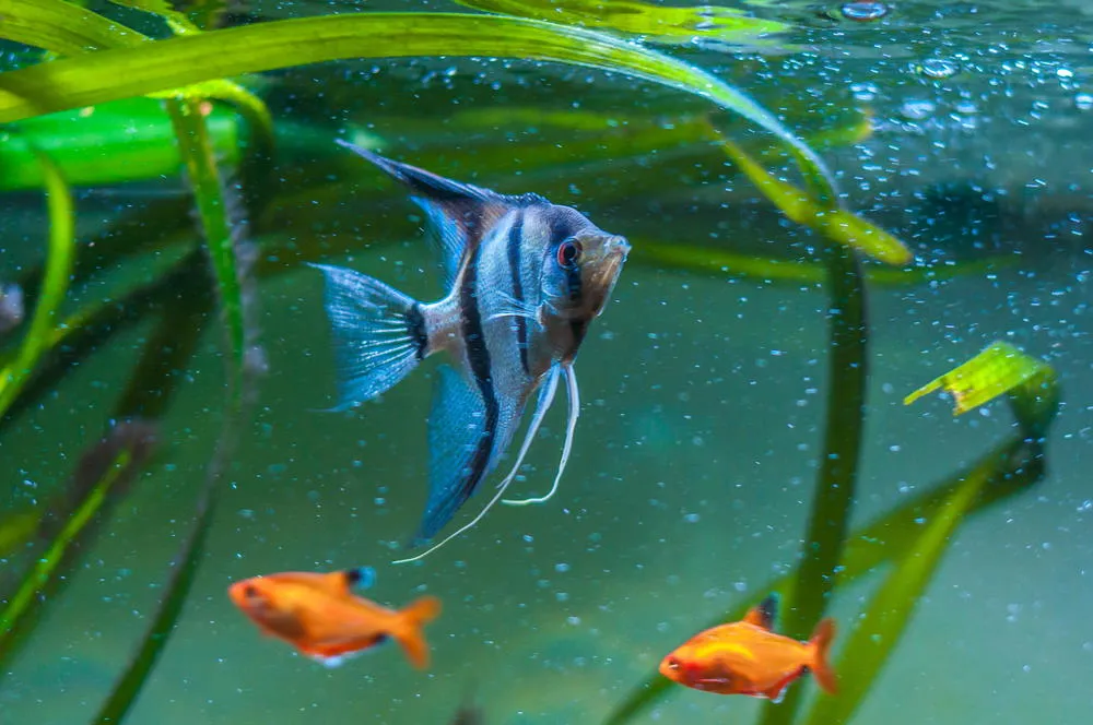 blue zebra angelfish in community tank