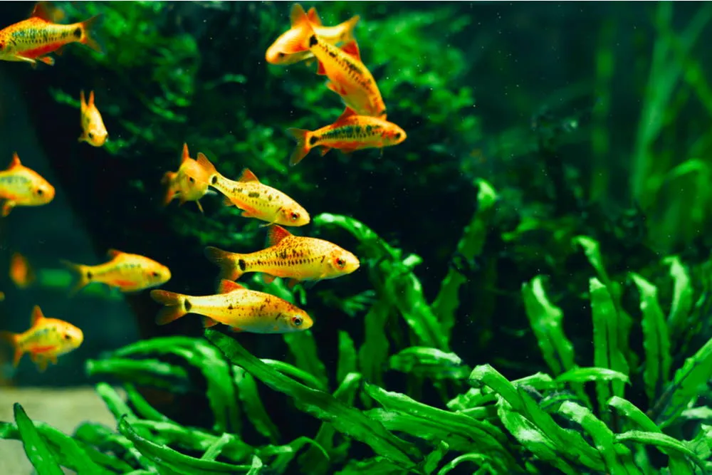 gold barbs in planted tank
