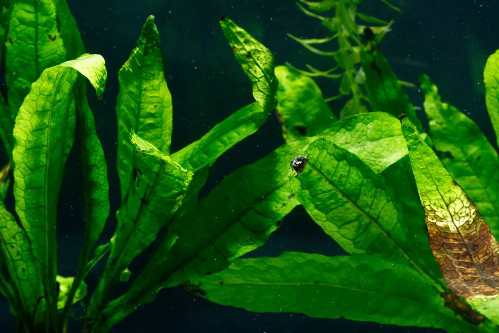 java fern