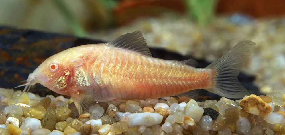 albino cory catfish