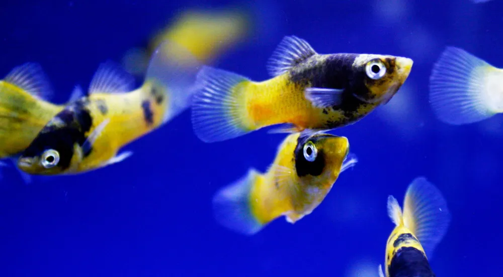 bumble bee platies