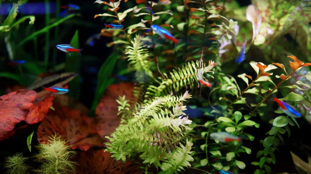 neon tetra planted tank