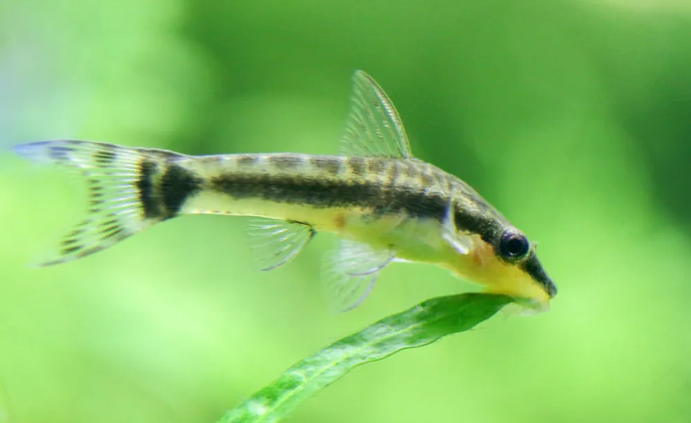 otocinclus