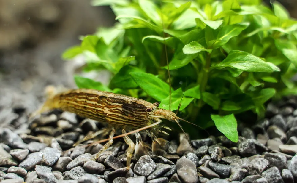 bamboo shrimp
