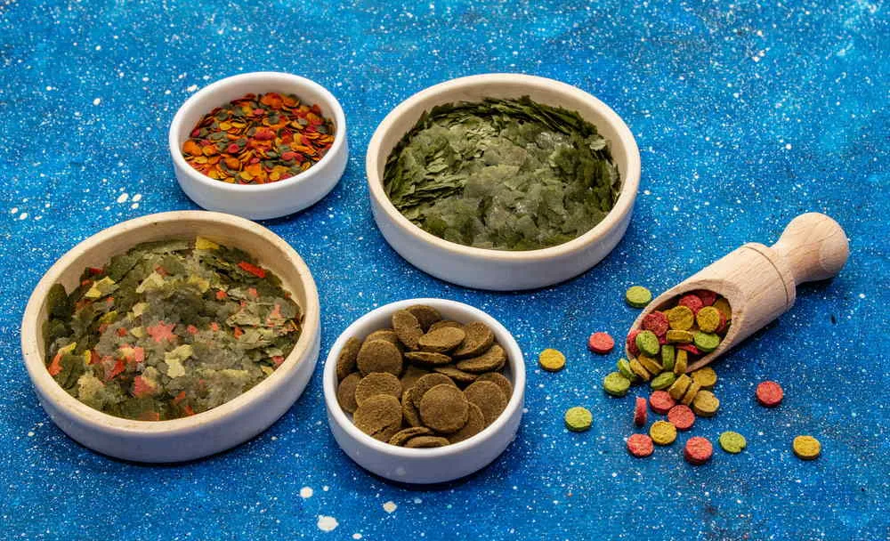 Fish foods