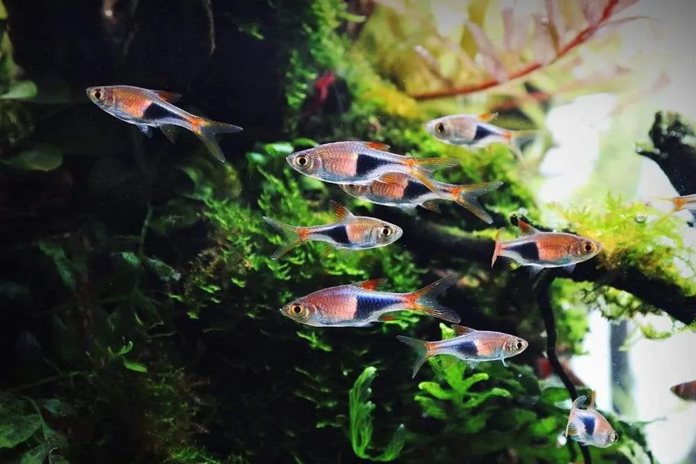 harlequin rasboras