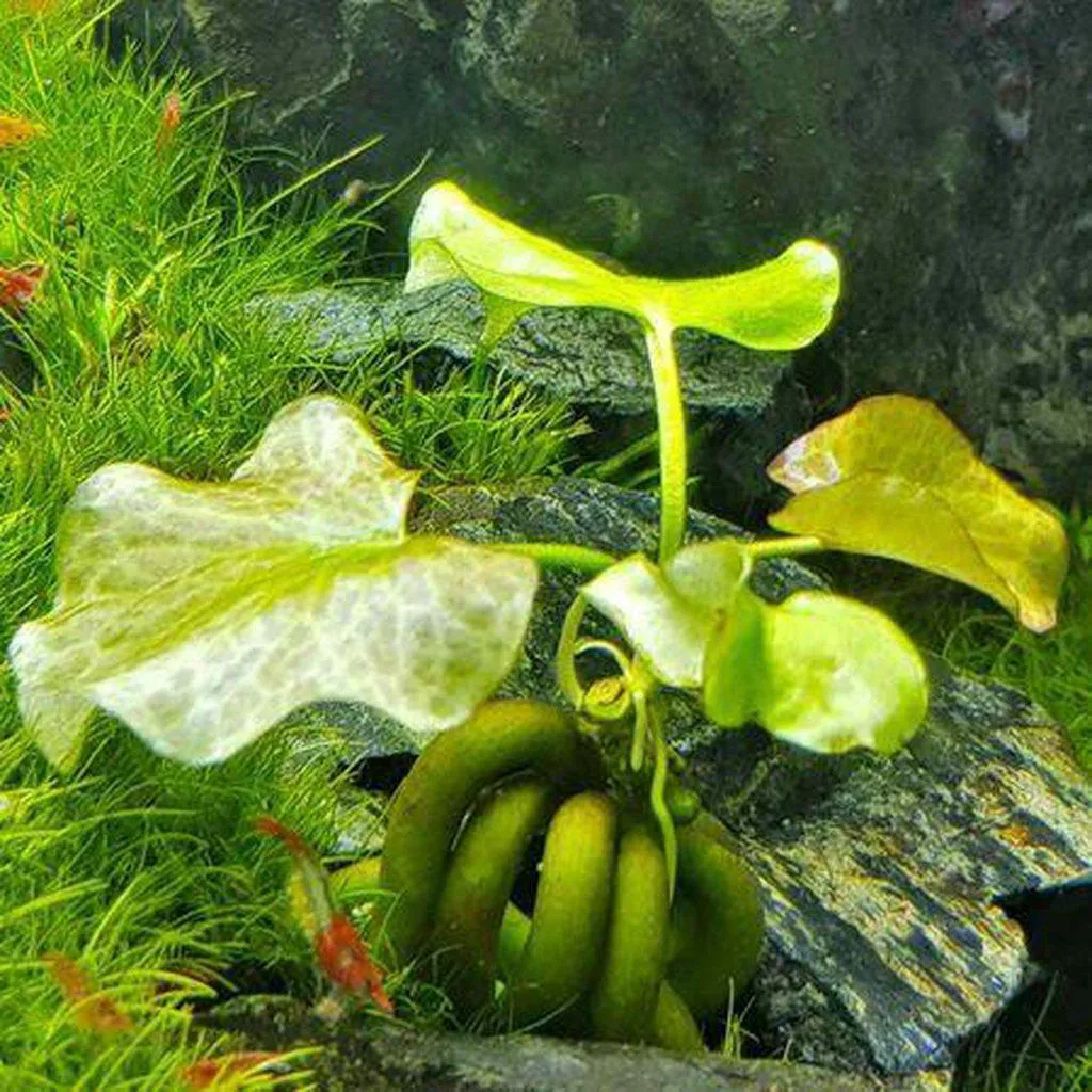 banana plant in planted aquarium