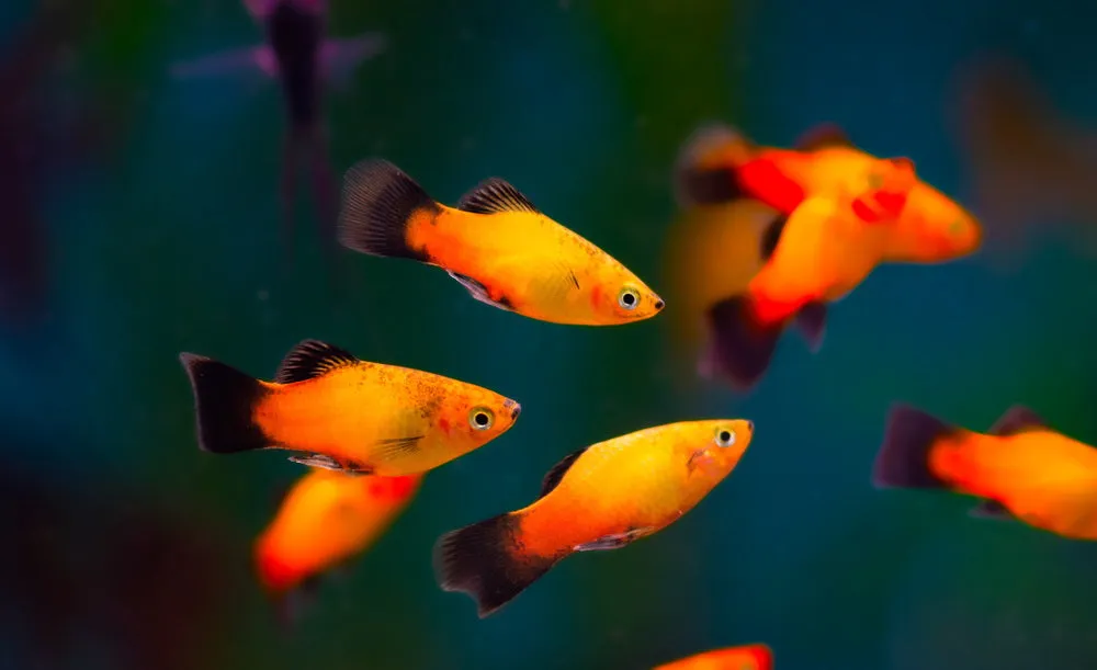 tuxedo platy