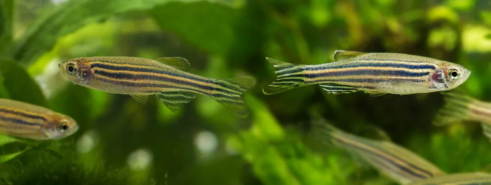 zebra danios