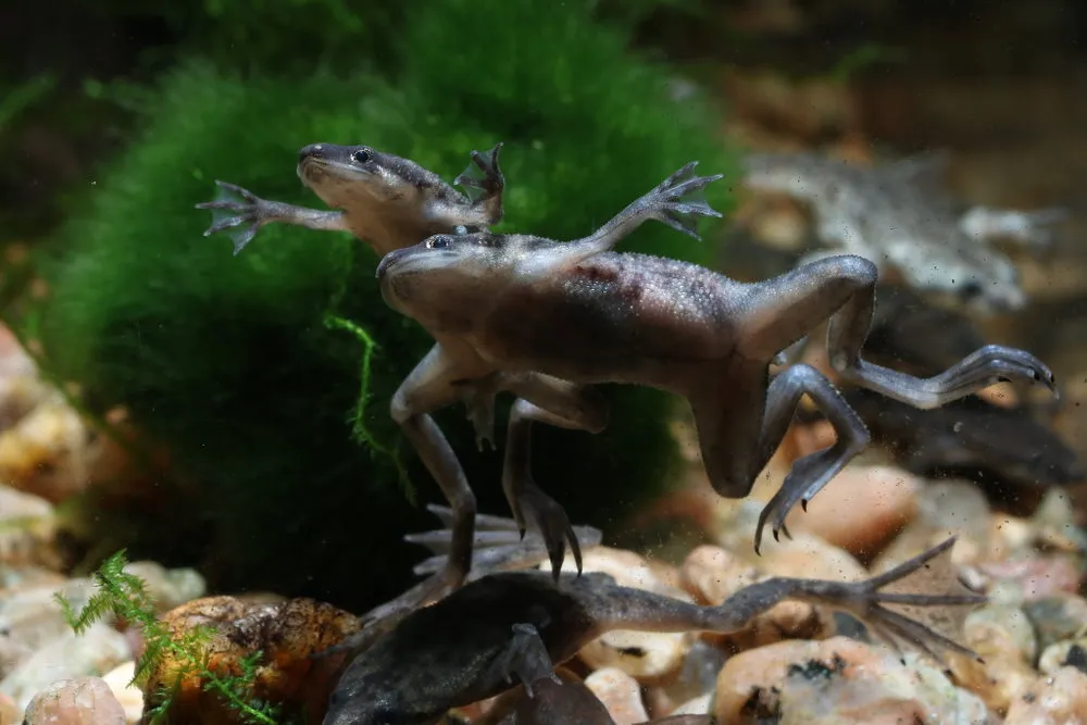 African dwarf frogs
