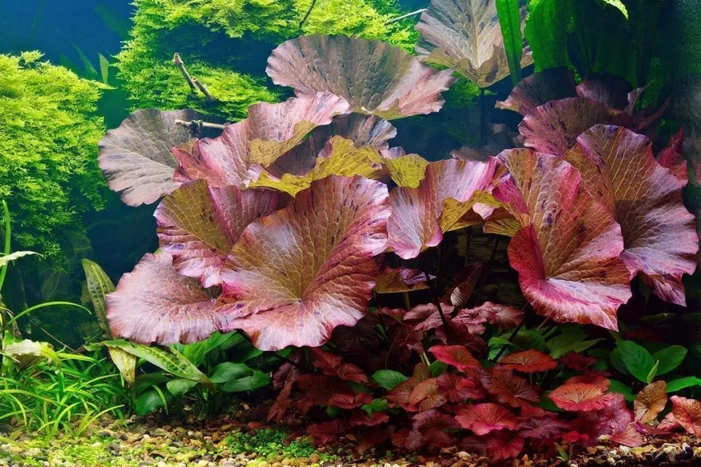 Sen hổ, Nymphaea zenkeri