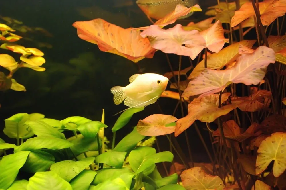 Sen lùn thủy sinh, Nymphaea stellata