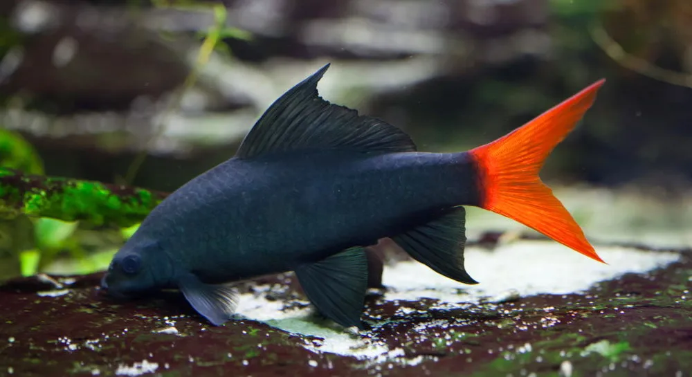 redtail shark