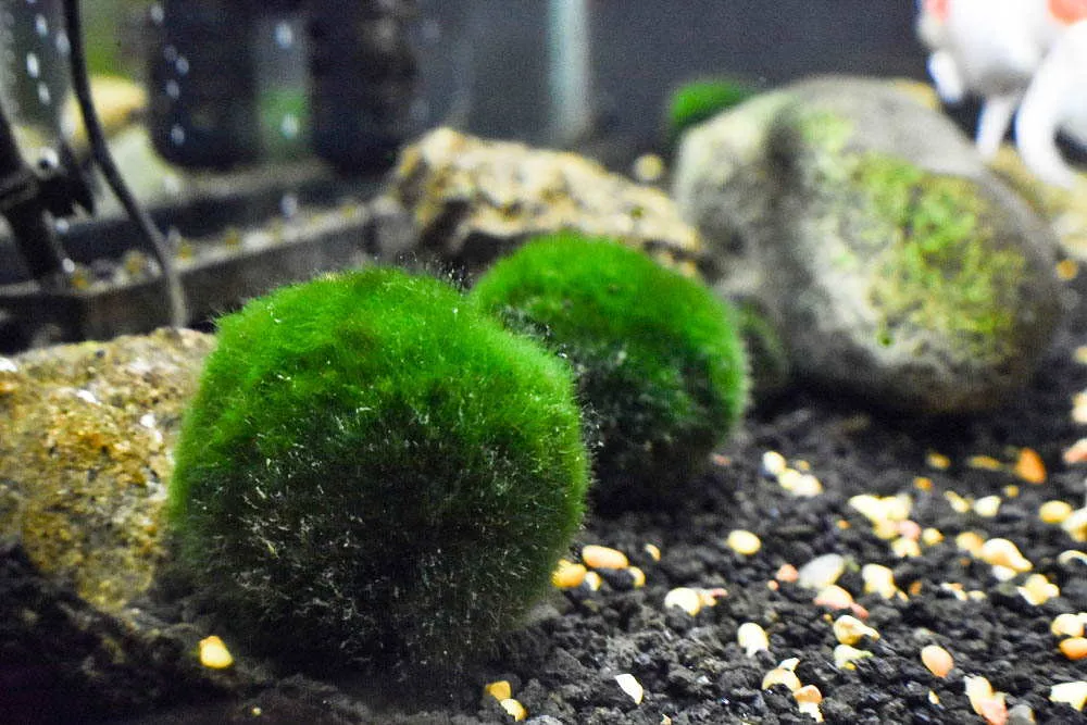 marimo moss balls
