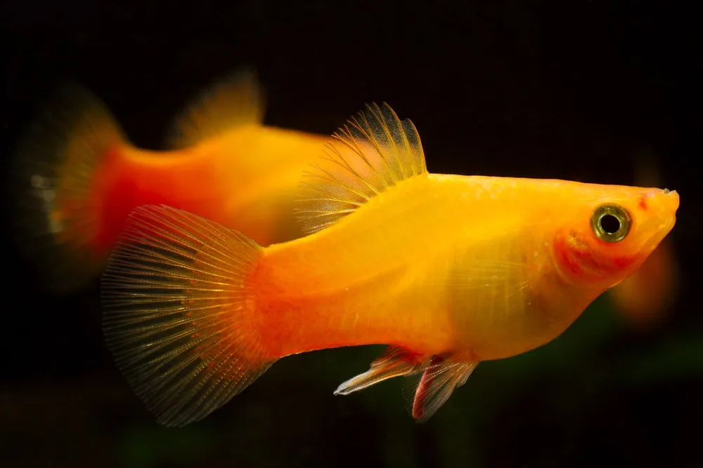 sunset platy