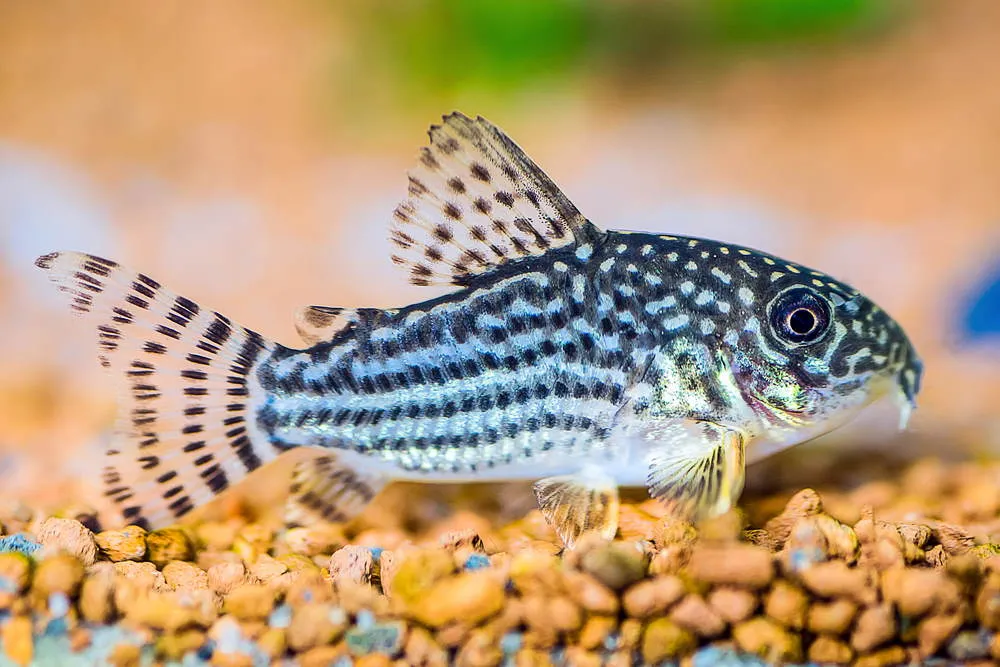 corydoras sterbai