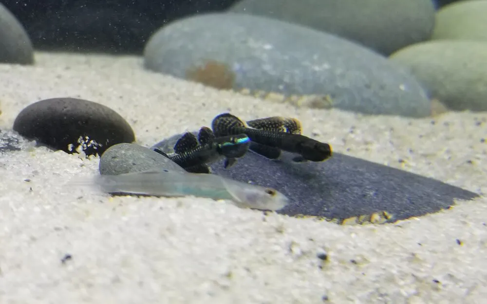 Cá bống neon xanh, Stiphodon atropurpureus
