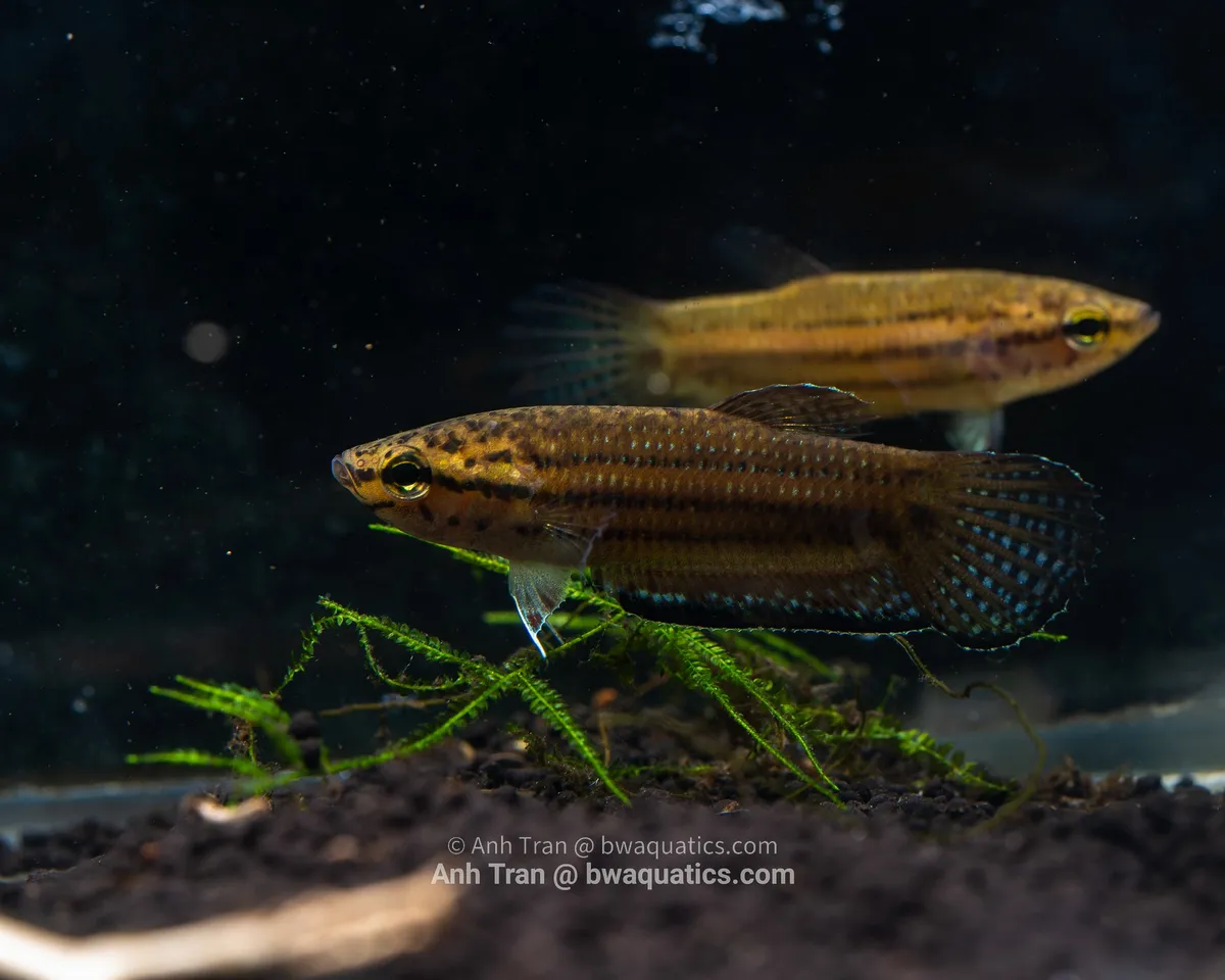 Cá betta edithae, Betta edithae