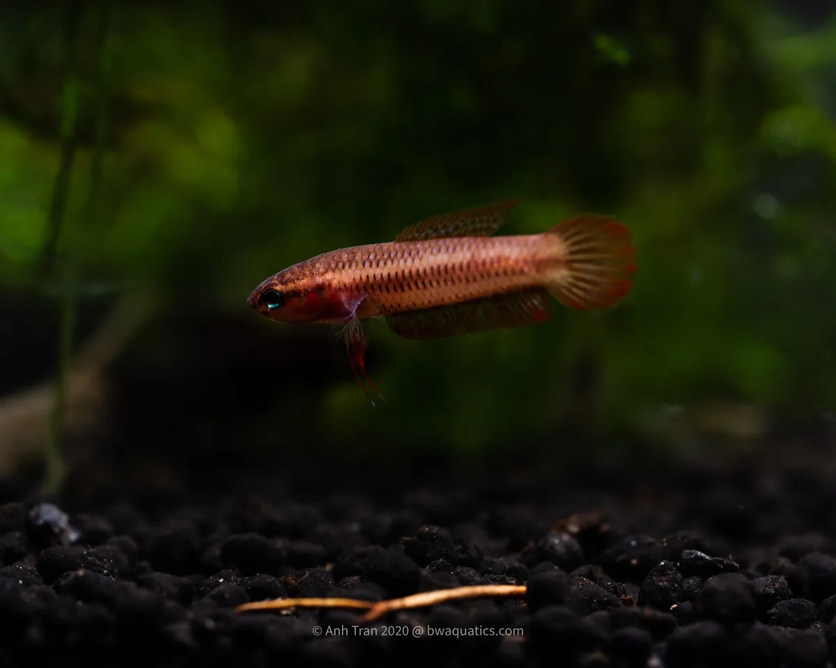 Cá betta uberis, Betta uberis