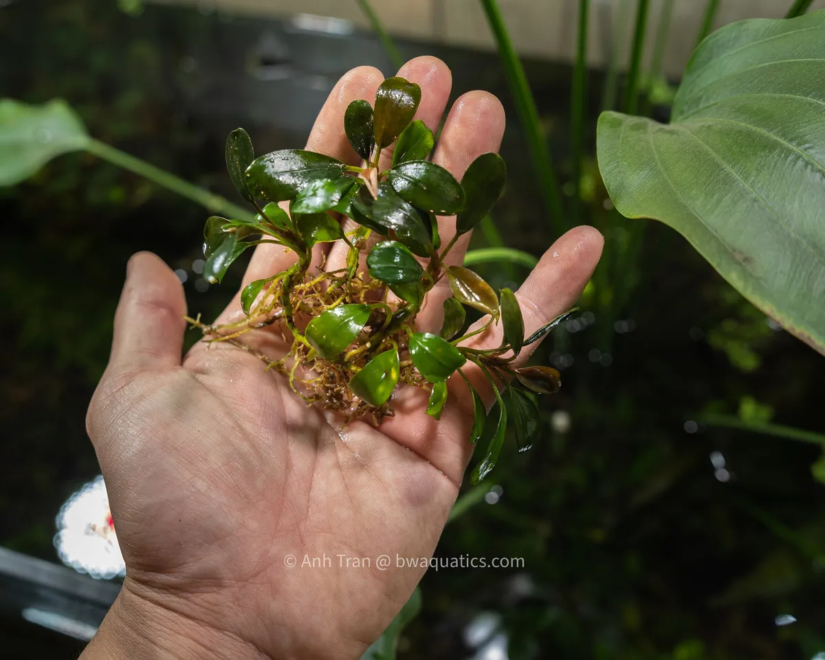 Bucephalandra lá tròn, Bucephalandra sp. Round Leaf