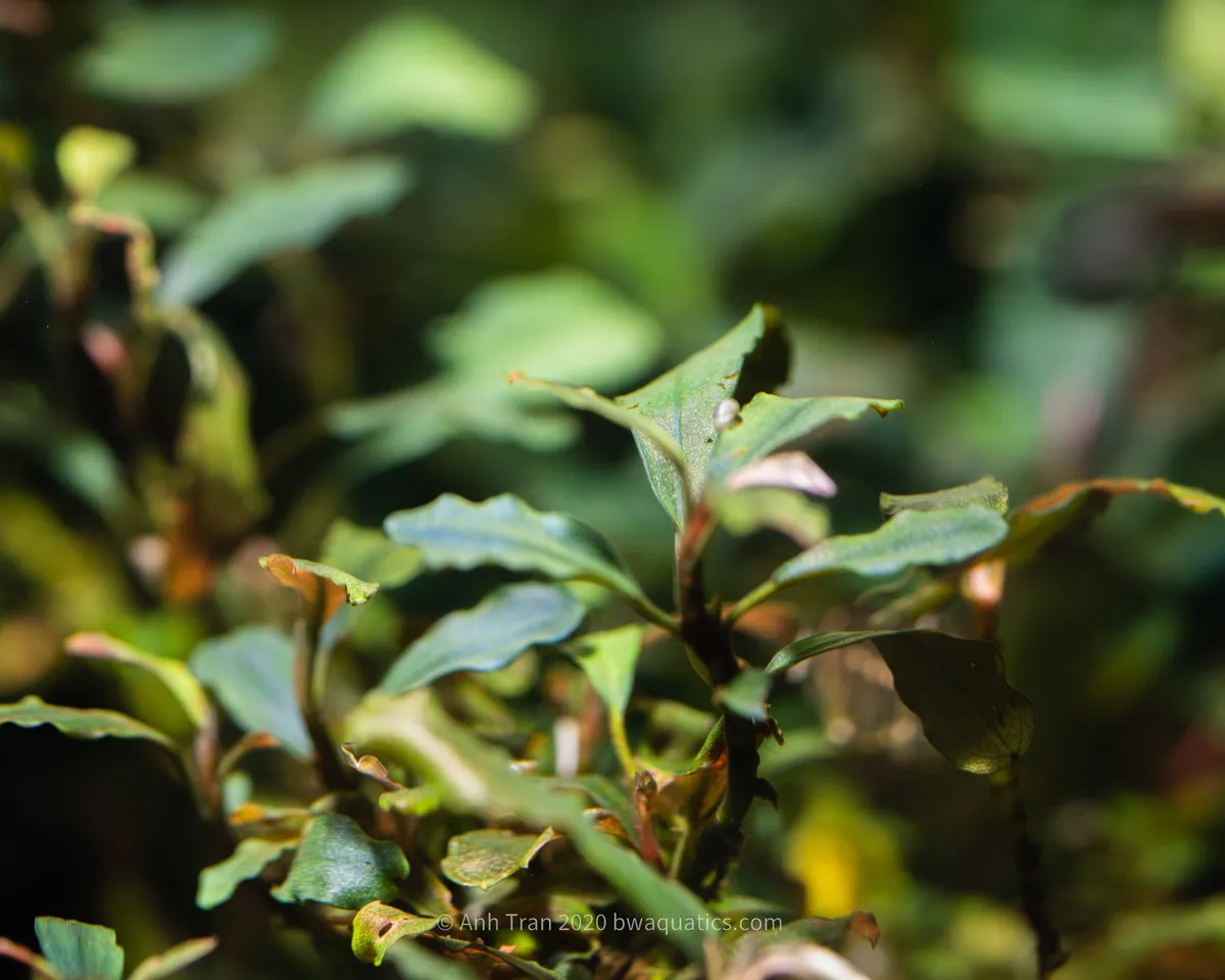 Bucephalandra lá đậm, Bucephalandra sp.