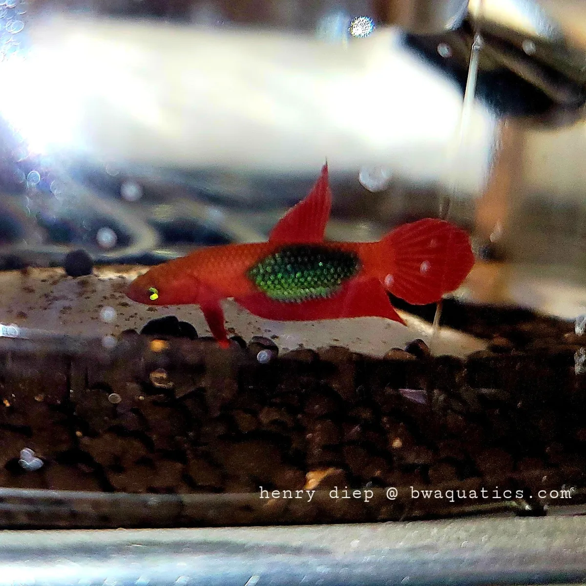Cá betta brownorum, Betta brownorum