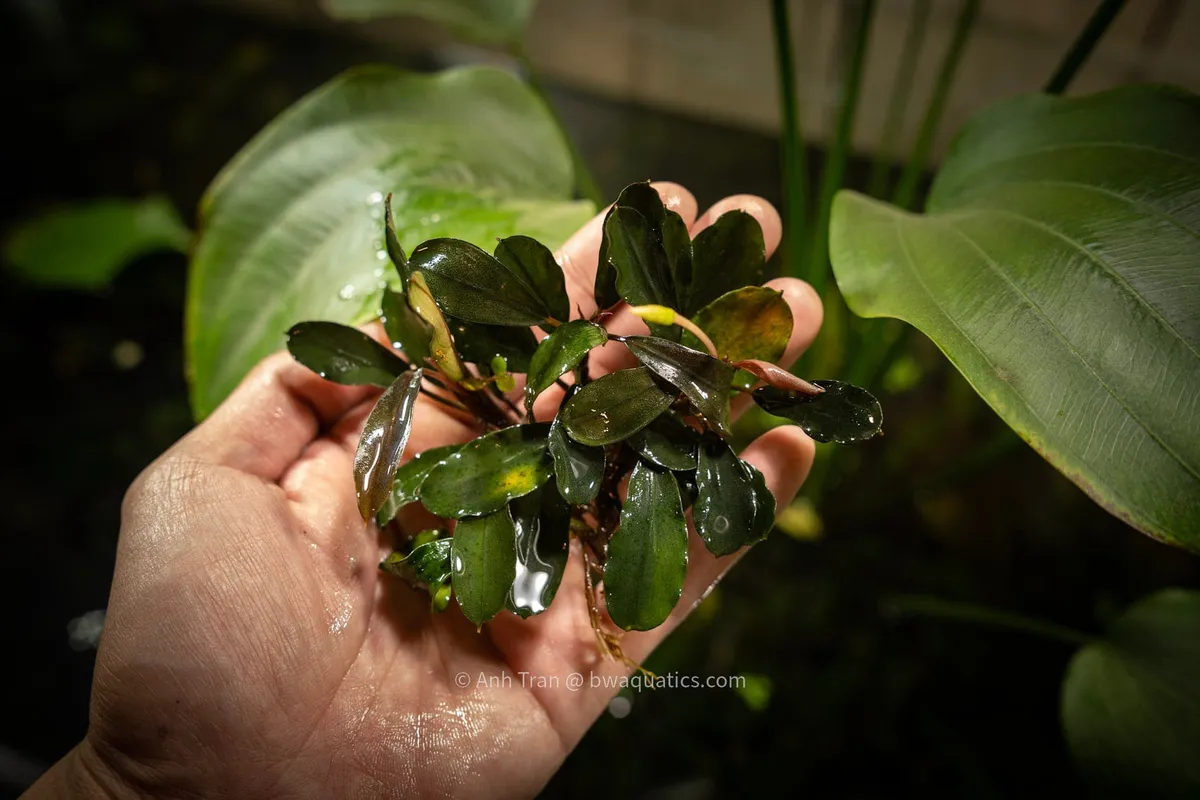 Bucephalandra Degori, Bucephalandra sp. Degori