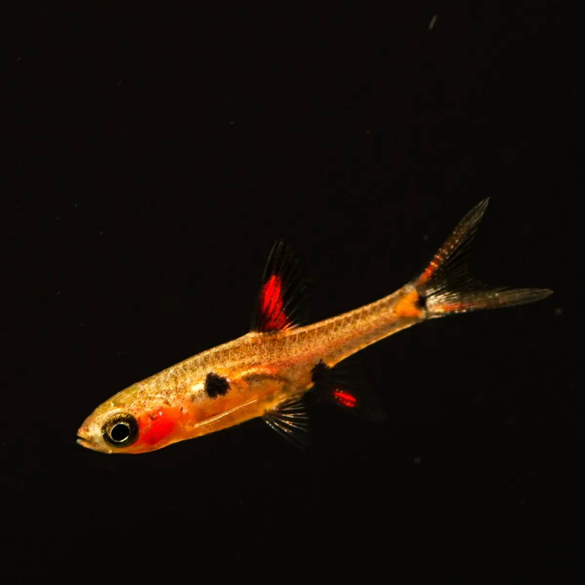 Cá rasbora lùn đốm, Boraras maculatus