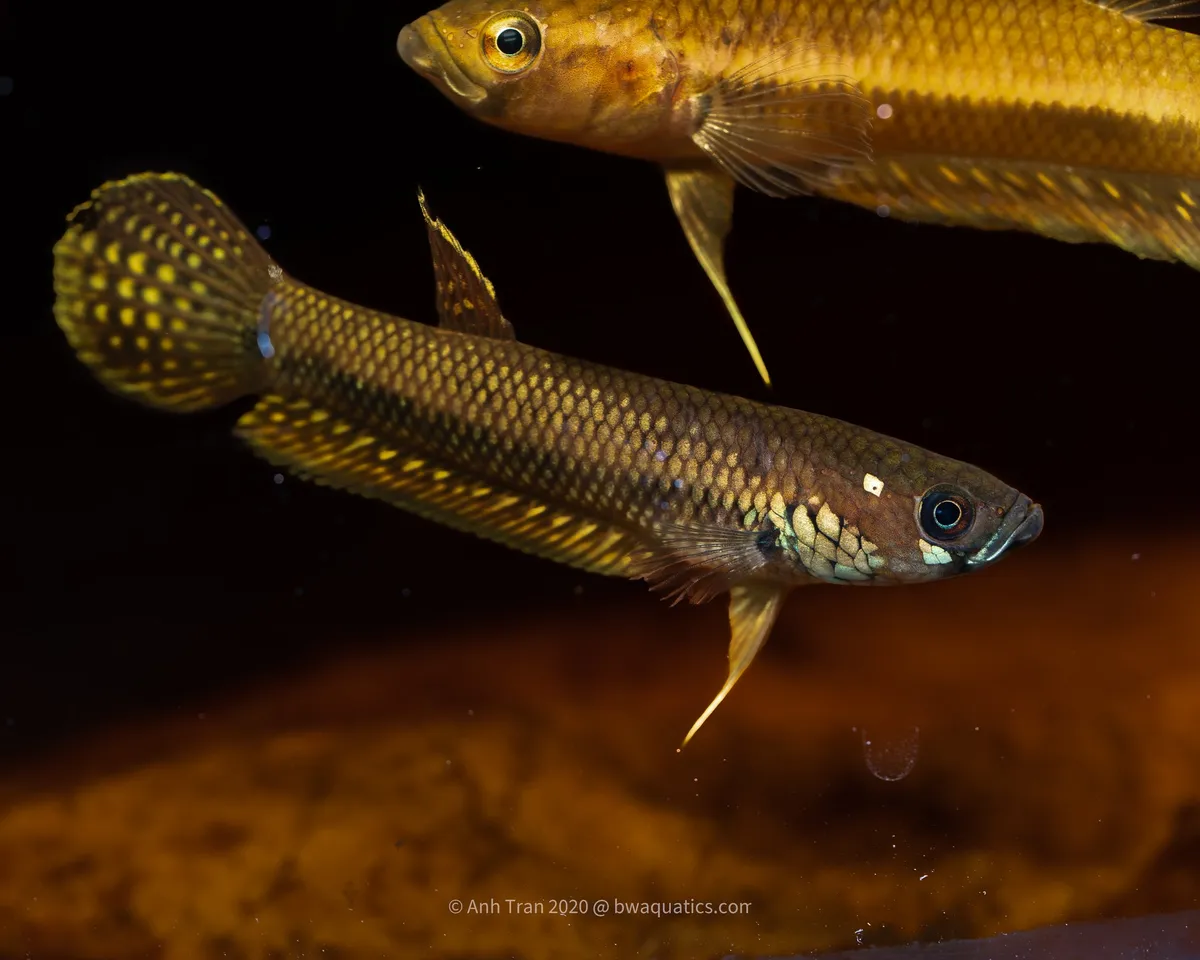 Cá betta ocellata, Betta ocellata